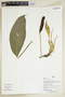Herbarium Sheet V0386819F
