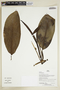 Herbarium Sheet V0386823F
