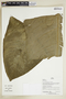 Herbarium Sheet V0386824F