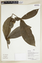 Herbarium Sheet V0386833F