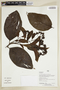 Herbarium Sheet V0386834F