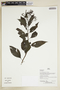 Herbarium Sheet V0386835F