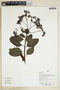 Herbarium Sheet V0386836F