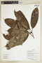 Herbarium Sheet V0386837F