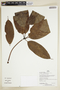 Herbarium Sheet V0386838F