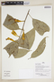 Herbarium Sheet V0386839F