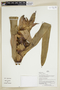 Herbarium Sheet V0386849F