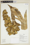 Herbarium Sheet V0386851F