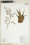 Herbarium Sheet V0386858F