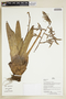 Herbarium Sheet V0386859F