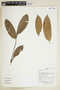 Herbarium Sheet V0386878F