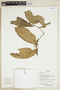 Herbarium Sheet V0386880F