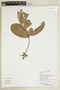 Herbarium Sheet V0386882F