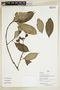 Herbarium Sheet V0386888F