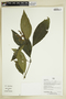 Herbarium Sheet V0386891F