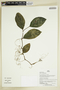 Herbarium Sheet V0386892F
