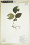 Herbarium Sheet V0386893F