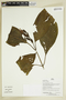 Herbarium Sheet V0386901F