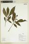 Herbarium Sheet V0386902F