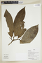 Herbarium Sheet V0386909F