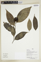 Herbarium Sheet V0386914F