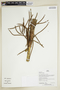 Herbarium Sheet V0386922F