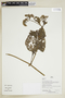 Herbarium Sheet V0386936F