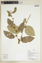 Herbarium Sheet V0386940F