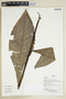 Herbarium Sheet V0386945F