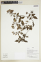 Herbarium Sheet V0386946F