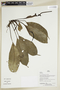 Herbarium Sheet V0386959F