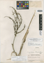 Chamaedorea aguilariana Standl. & Steyerm., GUATEMALA, P. C. Standley 86890, Holotype, F