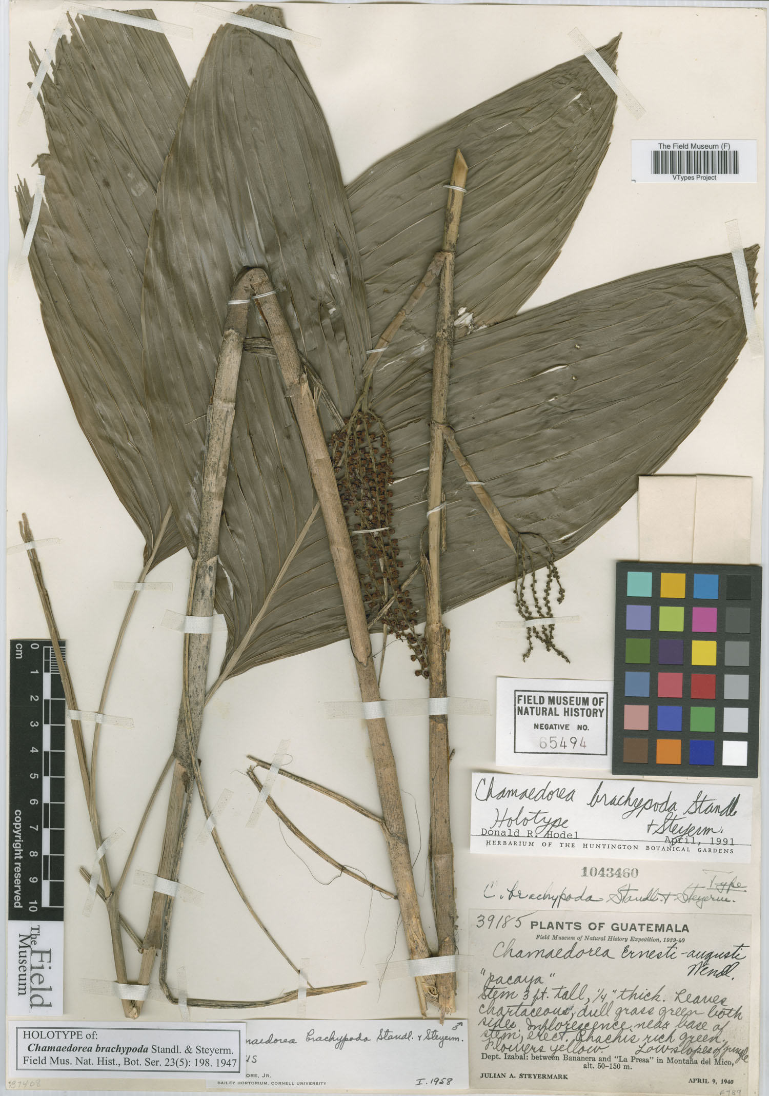 Chamaedorea brachypoda image