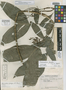 Chamaedorea falcifera H. E. Moore, Guatemala, J. A. Steyermark 41640, Holotype, F