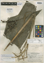 Chamaedorea nubium Standl. & Steyerm., Guatemala, J. A. Steyermark 43583a, Holotype, F