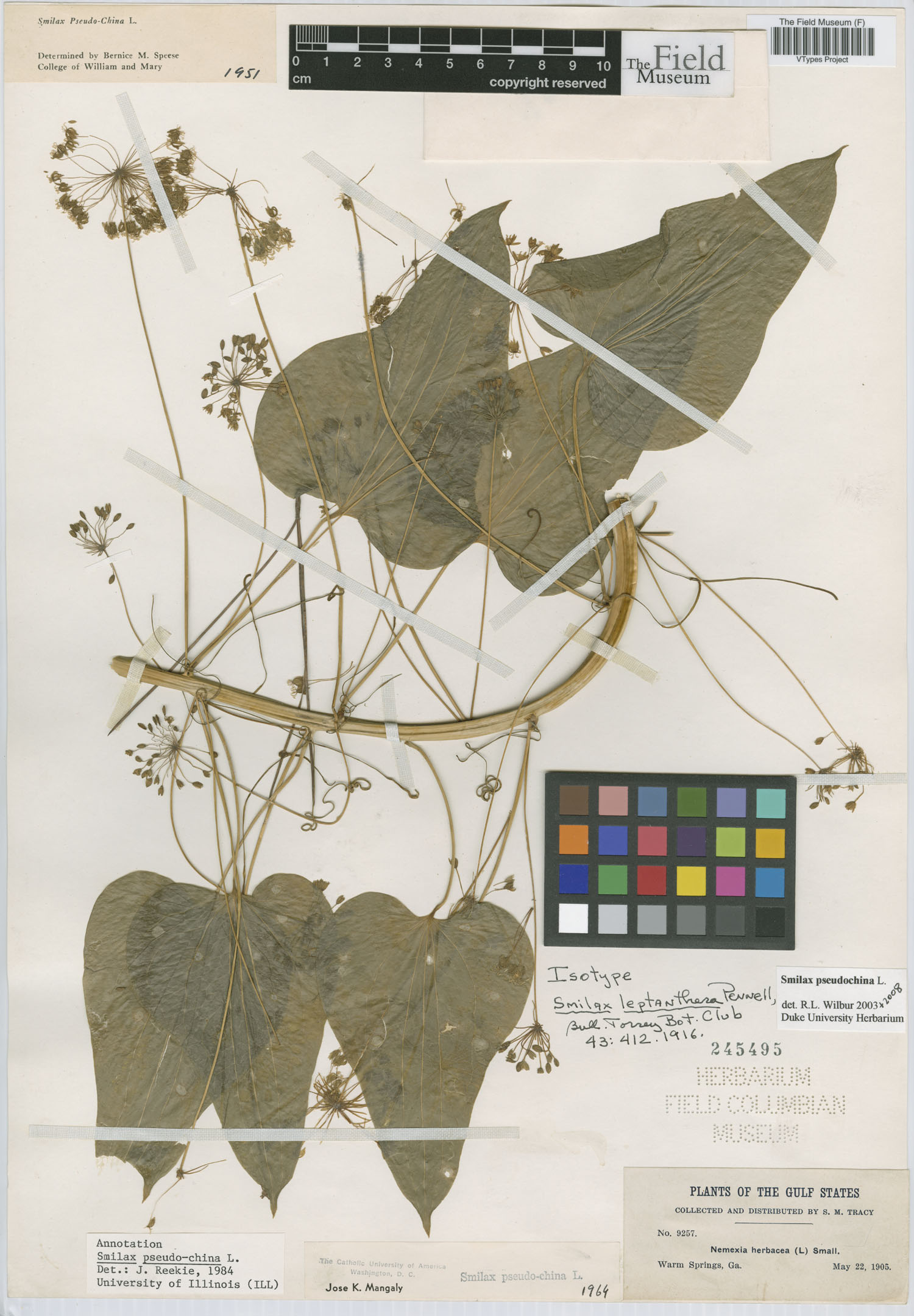 Smilax leptanthera image