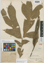 Dracontium loretense K. Krause, PERU, Ll. Williams 5144, Holotype, F