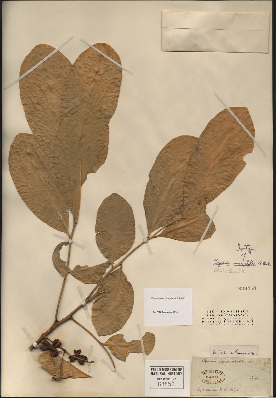 Cupania macrophylla image