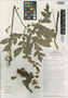 Dracontium grayumianum image