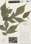Dracontium grayumianum image