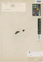 Gomphia humilis A. St.-Hil., BRAZIL, A. F. C. P. de Saint-Hilaire s.n., Isotype, F