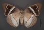 Telchin licus C ventral habitus cmz2