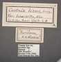 Telchin licus C labels
