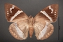 Telchin licus D ventral habitus