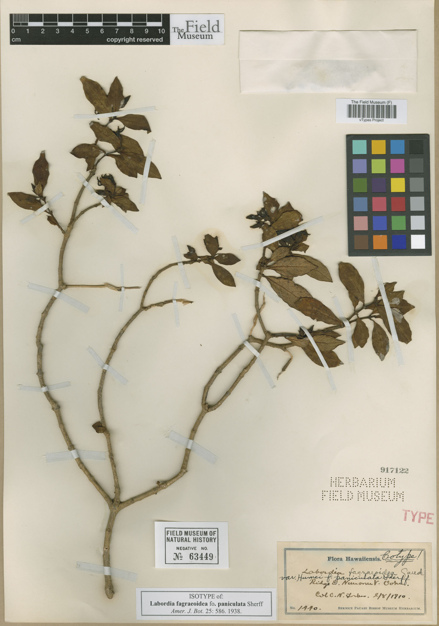 Labordia fagraeoidea var. humei image
