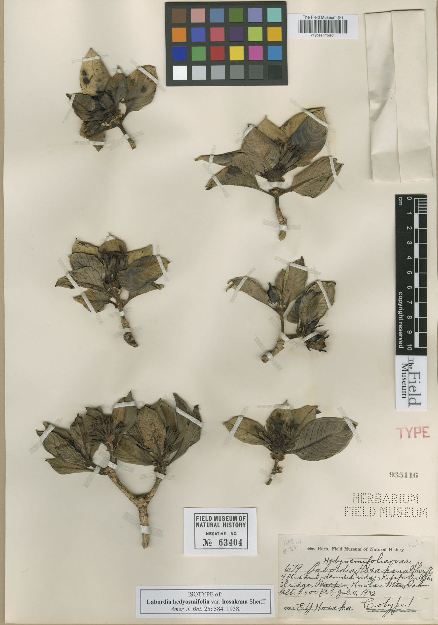 Labordia hedyosmifolia image