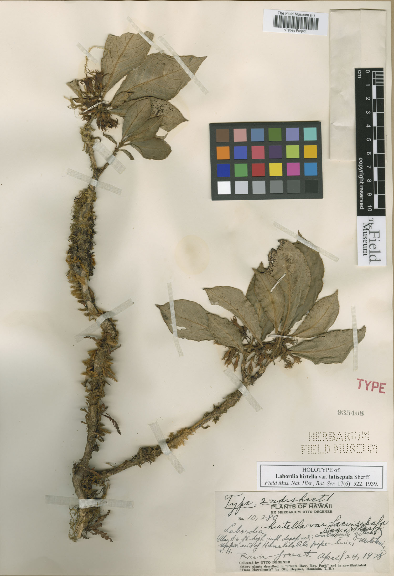 Labordia hirtella image