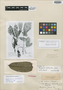 Aberemoa hadrantha Diels, BRAZIL, E. H. G. Ule 5794, Isotype, F
