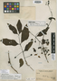 Psidium rostratum McVaugh, PERU, A. Weberbauer 7648, Holotype, F