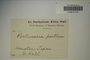 U.S.A. (Texas), E. Hall s.n. (Accession number: 1089966)